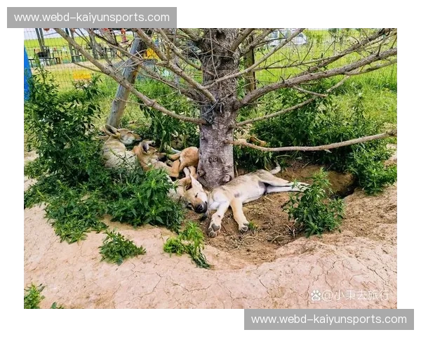 开云体育通知推送设置——让每一次比赛脉动都触手可及